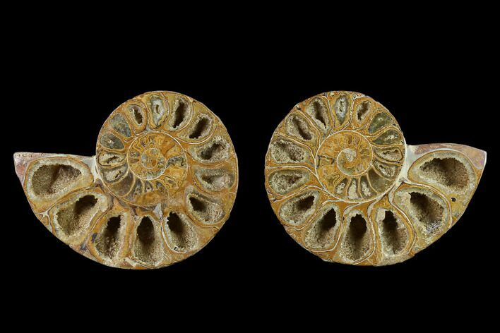 Cut & Polished Agatized Ammonite Fossil- Jurassic #131650